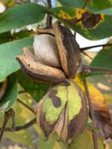 A shagbark hickory nut in its thick husk split into four among yellowing compound leaves