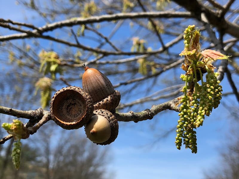 Red oak branch in late March, last year’s acorn caps still on, new leaves and catkins breaking from the buds