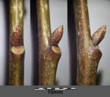 Cluster of pointed red-brown buds at the tip of a northern red oak twig in winter