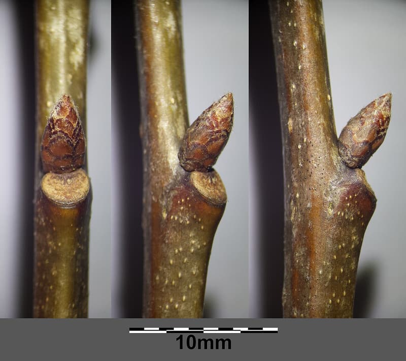 Cluster of pointed red-brown buds at the tip of a northern red oak twig in winter
