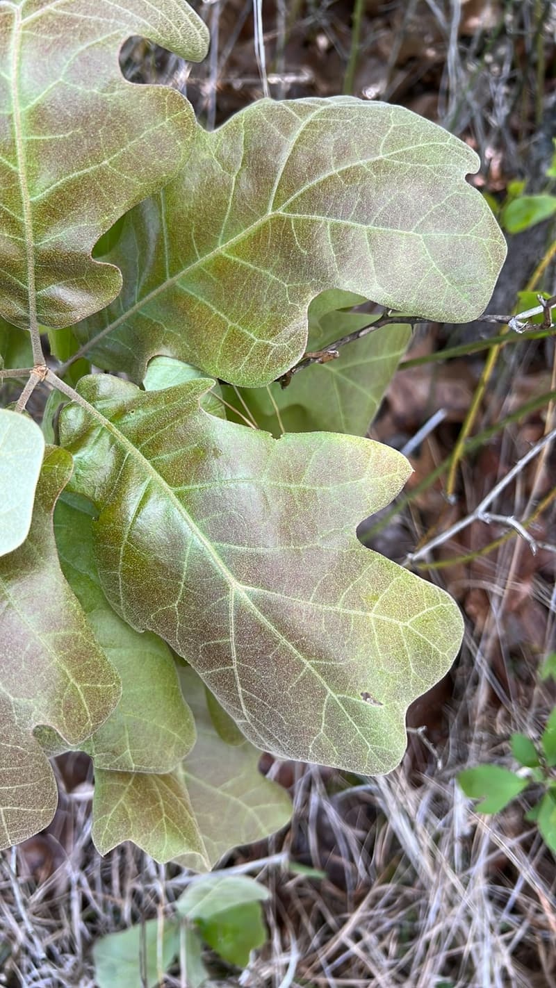 New white oak leaves with rounded lobes, soft and tinged pinkish gray, over dry grass and twigs