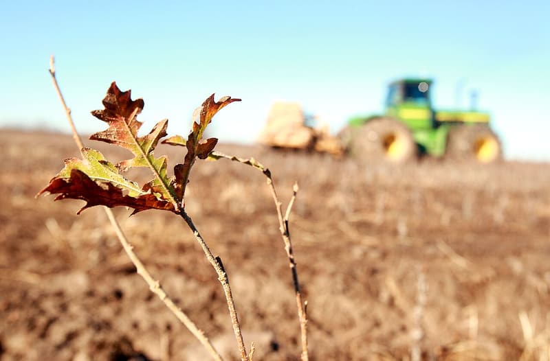 Tree seedling with a few curled brown leaves in a bare field, a green tractor and planter blurred behind