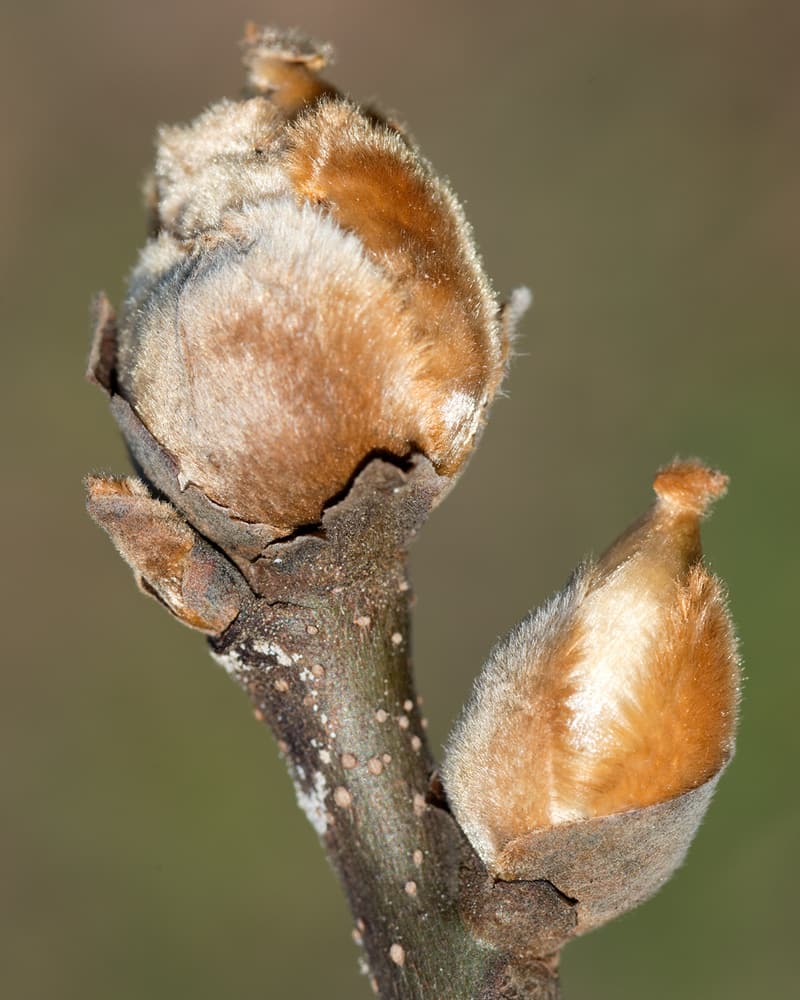 Two swelling hickory buds on a gray twig, their outer scales parting around furry tan inner scales