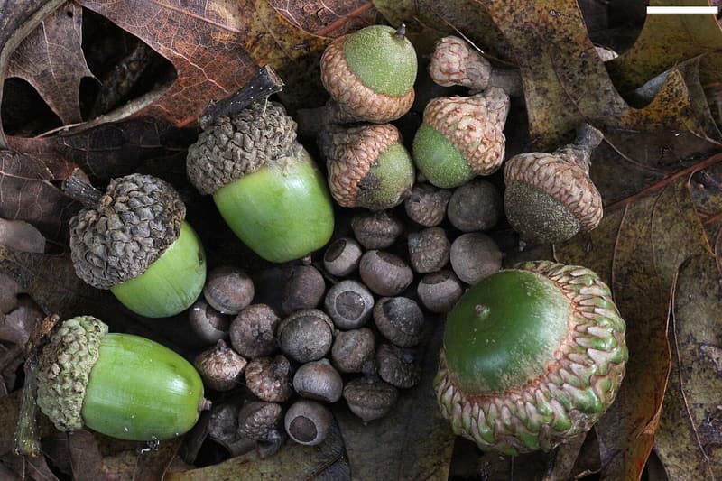 Tiny round willow oak acorns ringed by larger green acorns of three other oaks in scaly cups on dead leaves