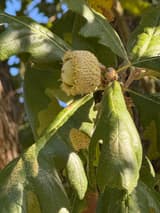 Pale green acorn sunk in a deep cup whose rim bristles with a mossy fringe, among bur oak leaves