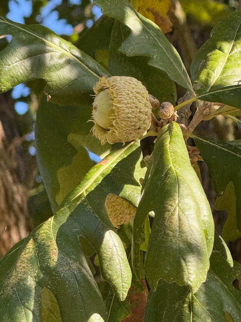 Pale green acorn sunk in a deep cup whose rim bristles with a mossy fringe, among bur oak leaves