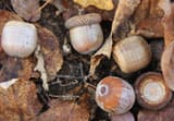 Northern red oak acorns on fallen leaves, one under a flat scaly cap, and an empty cap showing its inside