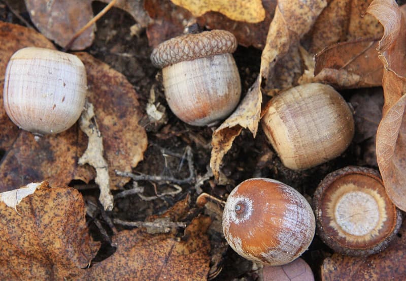 Northern red oak acorns on fallen leaves, one under a flat scaly cap, and an empty cap showing its inside