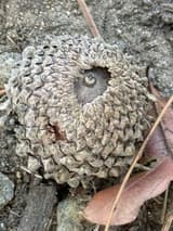Gray, scaly overcup oak cup almost enclosing its acorn, only the tip showing, on bare soil beside a dry leaf