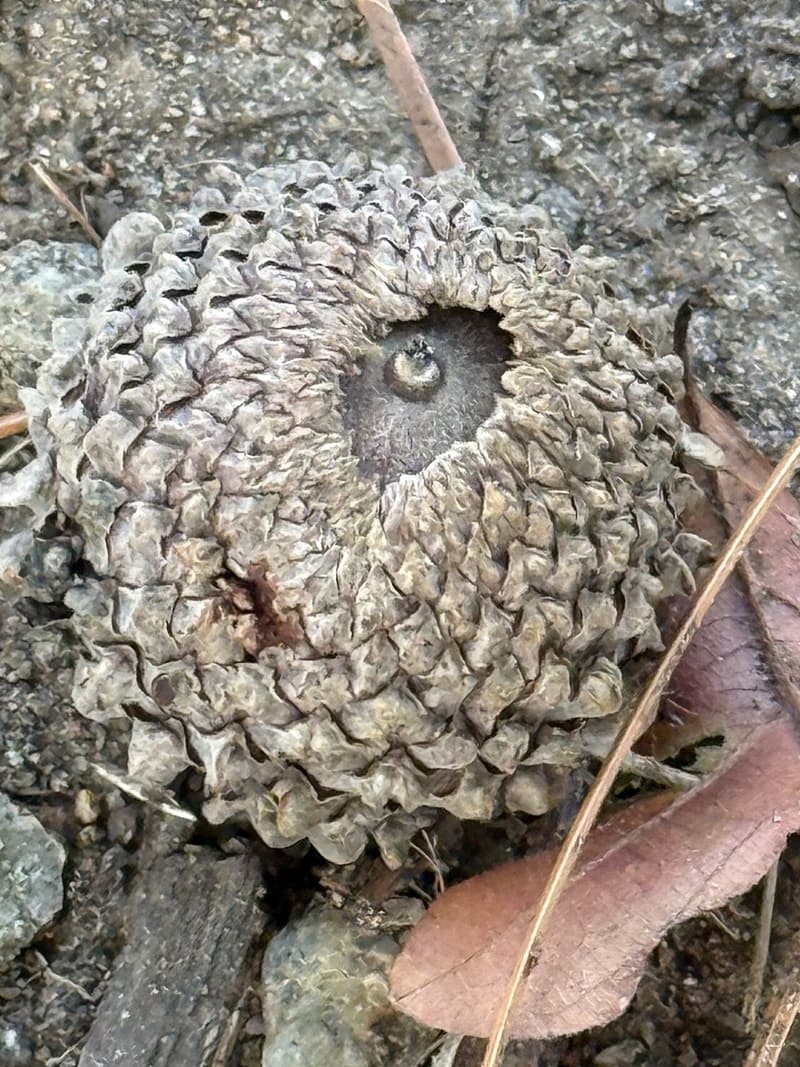 Gray, scaly overcup oak cup almost enclosing its acorn, only the tip showing, on bare soil beside a dry leaf