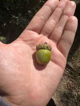 A green white oak acorn in an open palm in bright sun, its warty, bowl-shaped cup covering about a quarter of the oval nut