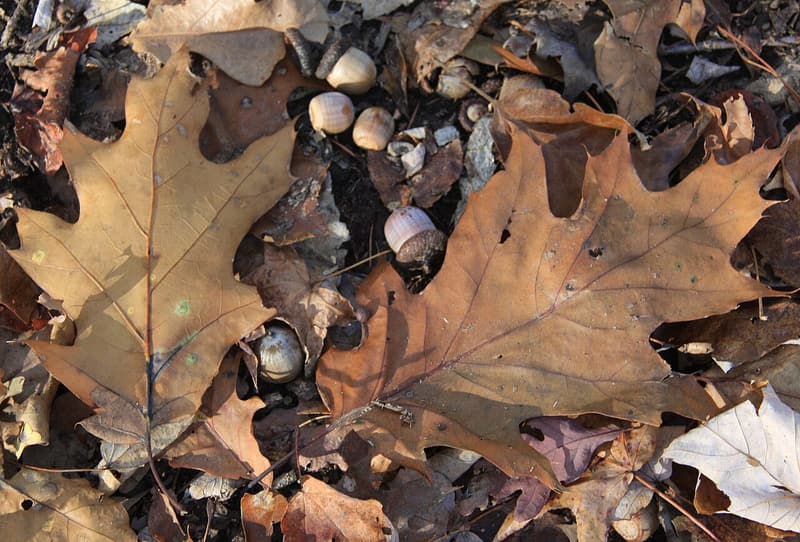 Two brown northern red oak leaves with pointed, bristle-tipped lobes on the forest floor among acorns