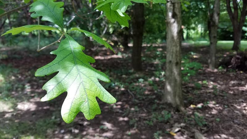 Single white oak leaf hanging in sunlight, its rounded lobes and deep sinuses lit from behind