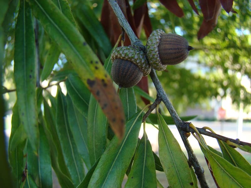 Narrow, smooth-edged willow oak leaves around a twig holding two ripe acorns in thin saucer cups