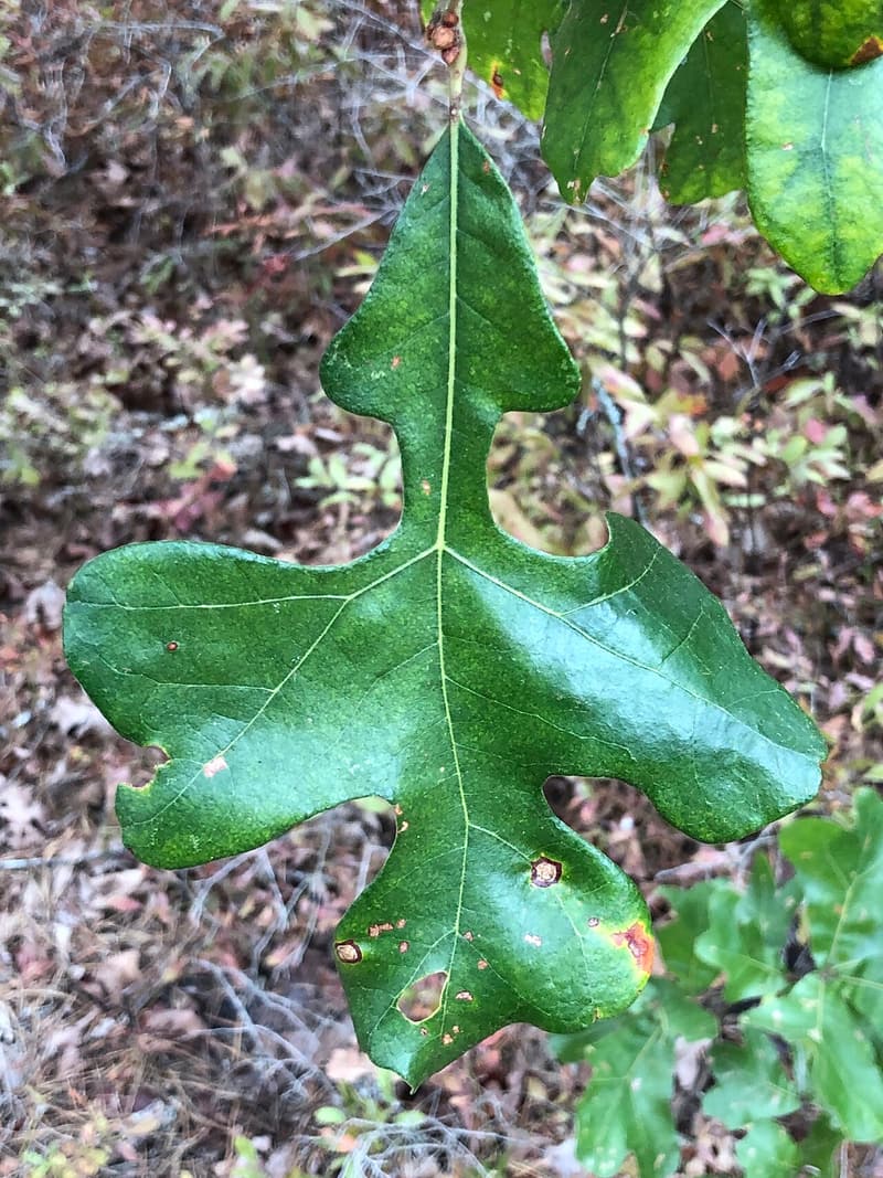 A post oak leaf with two square middle lobes spread at right angles, forming a cross, over dry ground