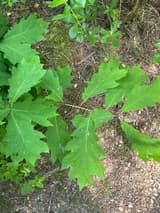 Northern red oak leaves from above, each pointed lobe tipped with a bristle, the sinuses cut about halfway, over pine needles