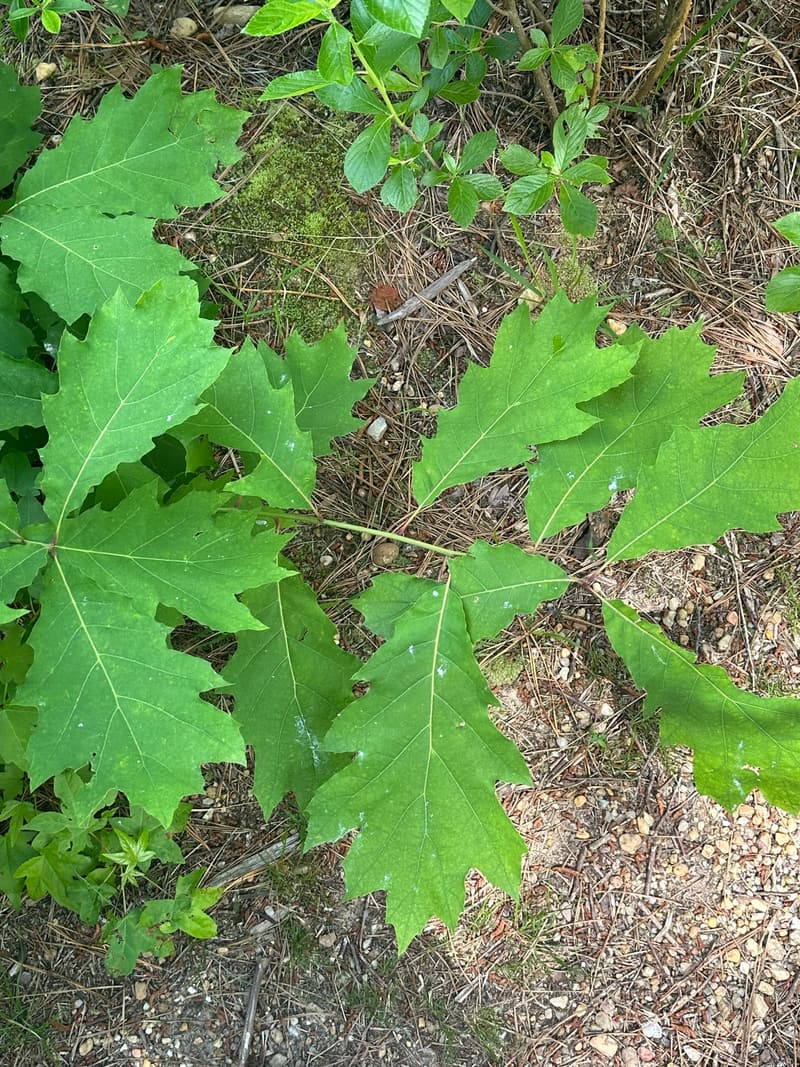 Northern red oak leaves from above, each pointed lobe tipped with a bristle, the sinuses cut about halfway