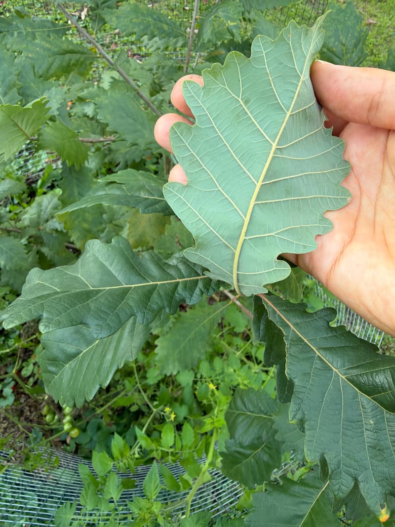 A hand turning over a swamp white oak leaf to show its silvery white underside and raised yellow veins