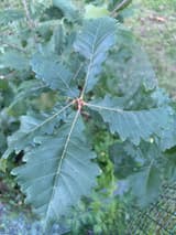 Whorl of large swamp white oak leaves seen from above, widest toward their tips, the edges cut into big, round, blunt teeth