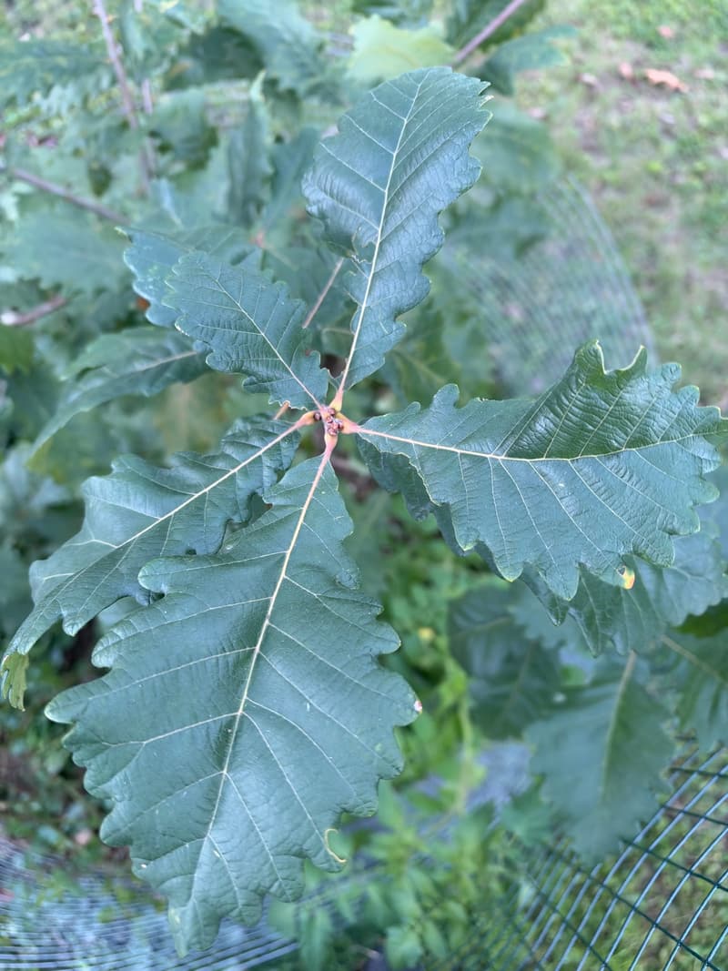 Whorl of large swamp white oak leaves seen from above, their edges cut into big, round, blunt teeth