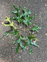 A spray of glossy southern red oak leaves laid on pavement, each ending in a long, narrow middle lobe, short lobes below it