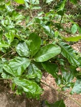 A young southern red oak with glossy, unlobed and shallowly lobed leaves clustered at the tips of its twigs, some with holes