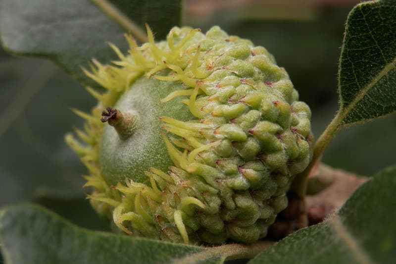 Green bur oak acorn half sunk in a cup whose rim bristles with a fringe of soft, curling scales