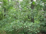 Bushy bear oak with many leafy branches spreading low beneath the trunks of pines in an open wood