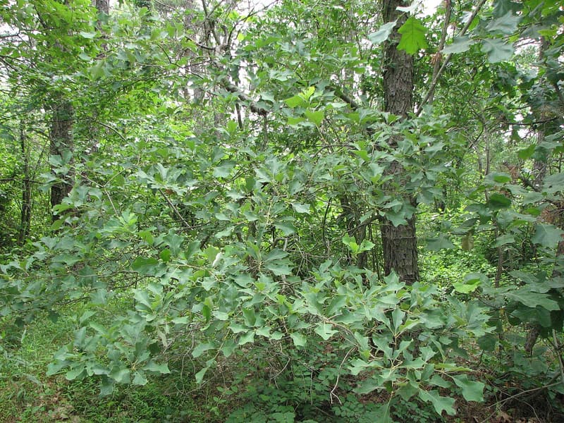 Bushy bear oak with many leafy branches spreading low beneath the trunks of pines in an open wood
