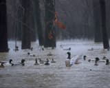 Mallards swimming on floodwater among dark tree trunks in a misty, leafless bottomland forest