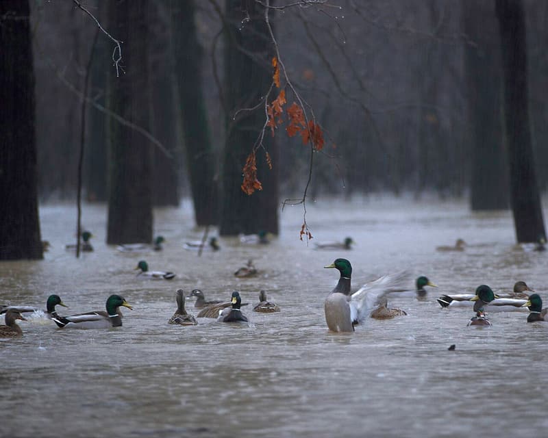 Mallards swimming on floodwater among dark tree trunks in a misty, leafless bottomland forest