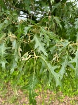 Dark green cherrybark oak leaves hanging from pale yellow stalks, their pointed lobes set at right angles along the midrib
