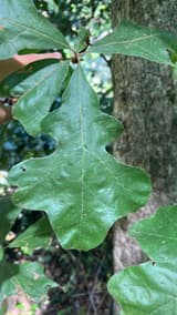 Post oak leaf with squared middle lobes forming a rough cross, held up beside a furrowed gray trunk
