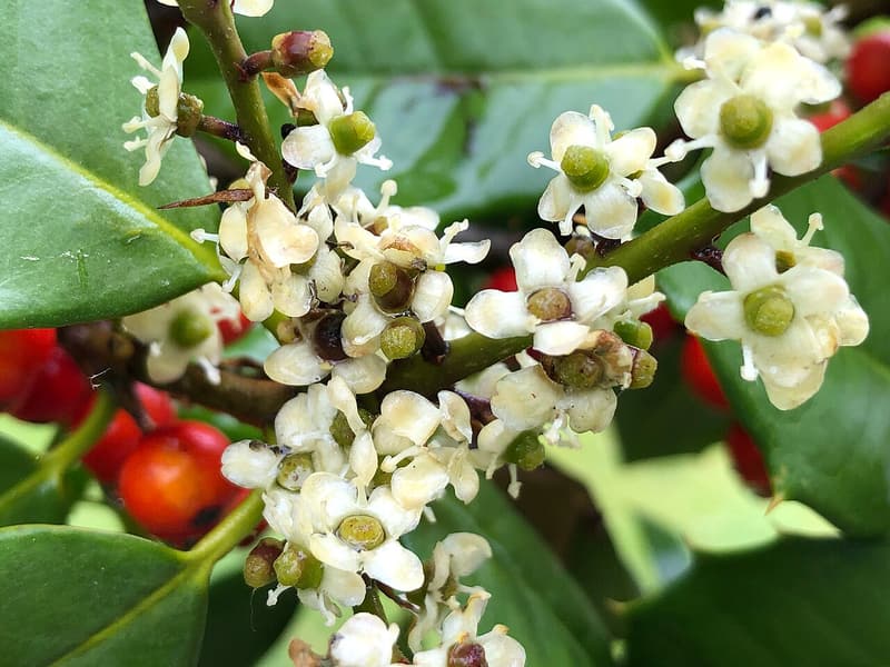 Small white holly flowers, each with a round green center, among glossy leaves and a few red berries