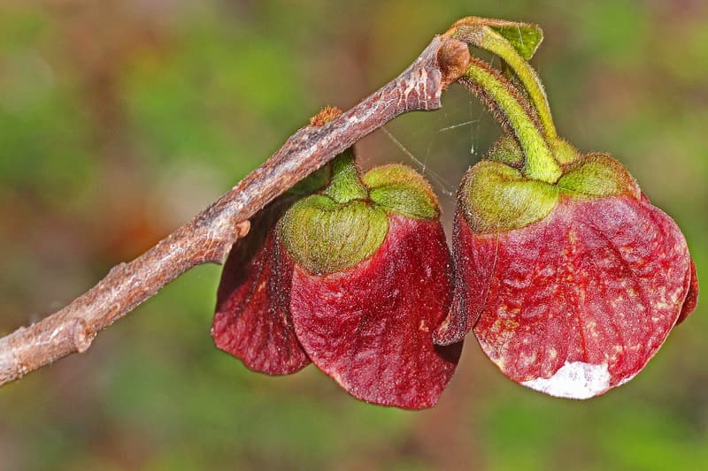 Two maroon, bell-shaped pawpaw flowers hanging from a bare gray twig in early spring sunlight