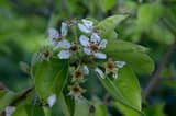 White pear flowers among green leaves, the stalks at the center of each flower turned brown by frost