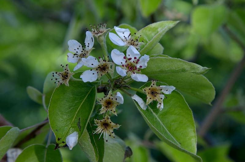 White pear flowers among green leaves, the stalks at the center of each flower turned brown by frost