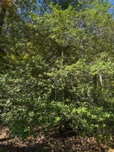 A broad, sunlit American holly dense with glossy, spiny evergreen leaves down to the leaf litter under tall oaks, no berries