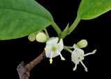 Two small white male American holly flowers, yellow pollen on their stamens and no swollen green cone, beside glossy leaves