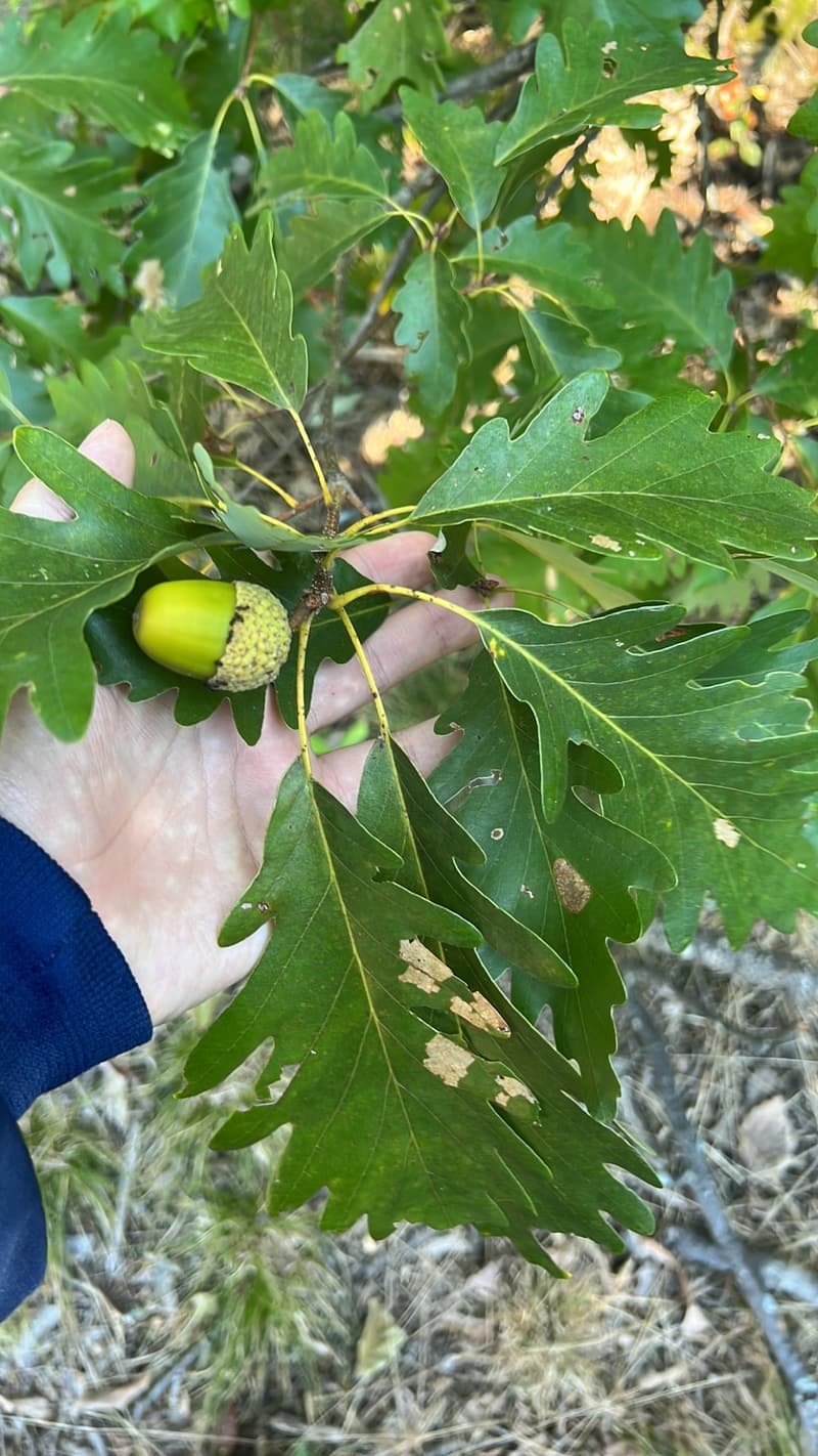 A hand holding a white oak twig with one green acorn in its cap among rounded-lobed leaves