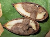 An acorn split lengthwise on a leaf, its pale kernel hollowed out and packed with brown crumbly droppings
