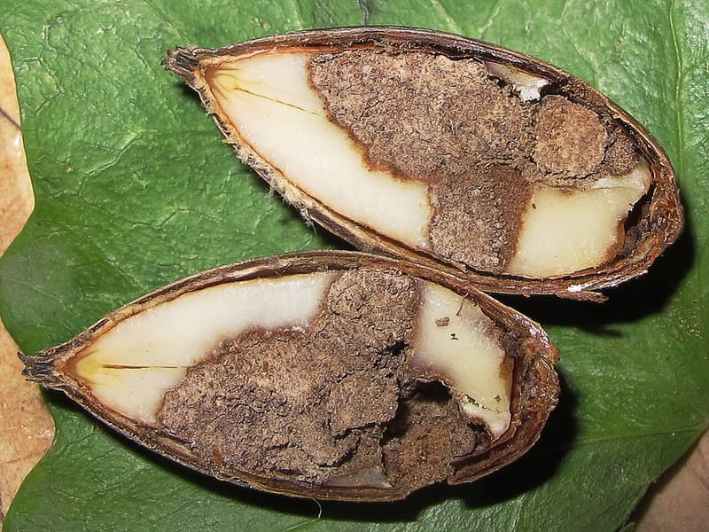 An acorn split lengthwise on a leaf, its pale kernel hollowed out and packed with brown crumbly droppings