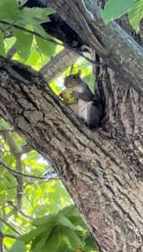 Gray squirrel sitting up in a tree crotch, holding a green husked nut in its front paws, seen from below past sunlit leaves