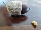 Acorn in a scaly cap with a round exit hole, and a pale weevil larva lying beside it on a wooden table