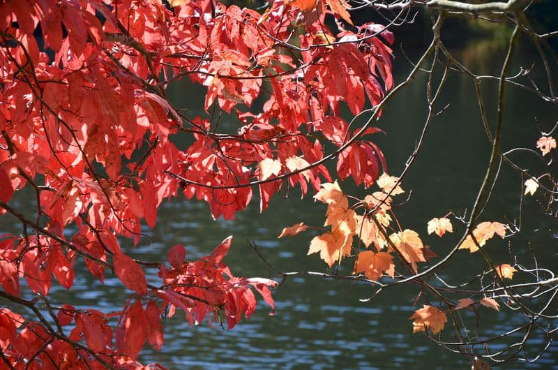 Scarlet black gum leaves beside the pale orange lobed leaves of a maple, over a lake in sunlight