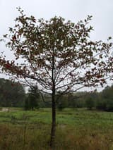 Young black gum in a field, its leaves turning dark red and maroon while the tree line behind it is still green