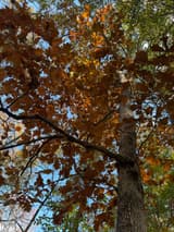 Looking up into an oak crown of russet-brown and orange fall leaves with rounded lobes, blue sky and a gray trunk at right