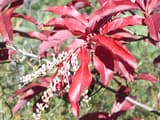 Deep crimson sourwood leaves around drooping sprays of small pale seed capsules, in bright sun