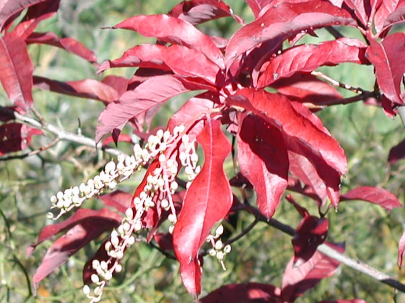 Deep crimson sourwood leaves around drooping sprays of small pale seed capsules, in bright sun