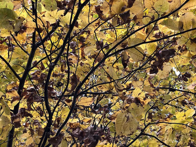 Looking up through a shagbark hickory crown turned gold, dark branches against the leaves